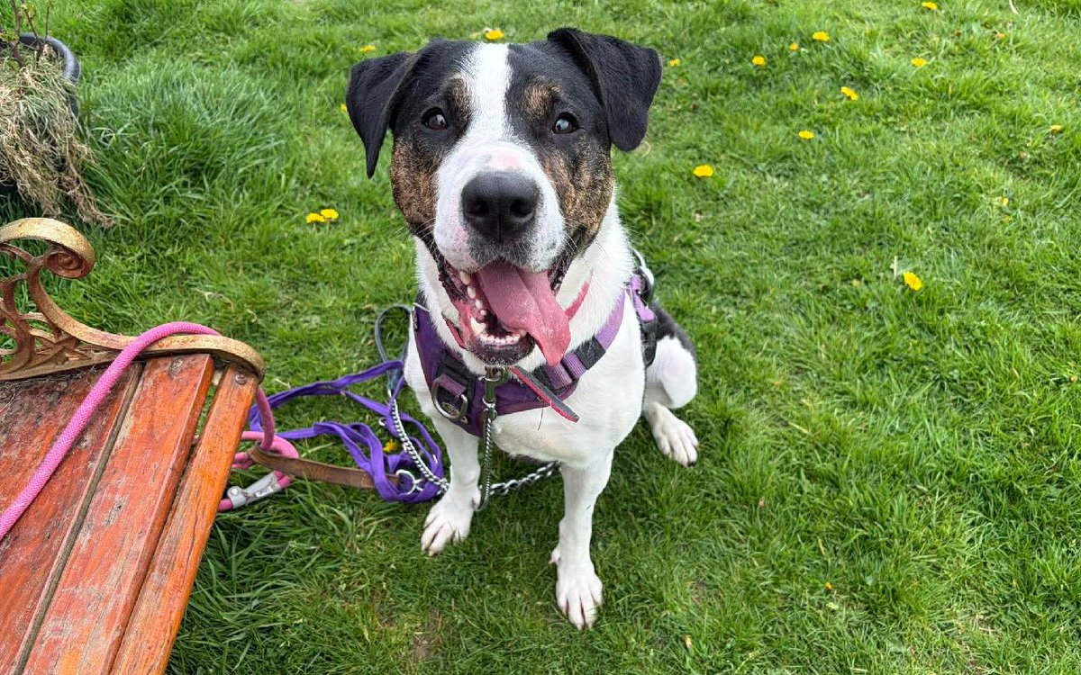 Penny2449's tweet photo. Storm 2-3 yr old crossbreed, can live with kids 13+ and another dog, more info/adopt her here
https://t.co/L5osojvenX  @karen73984451 https://t.co/1ov5FHhvzm