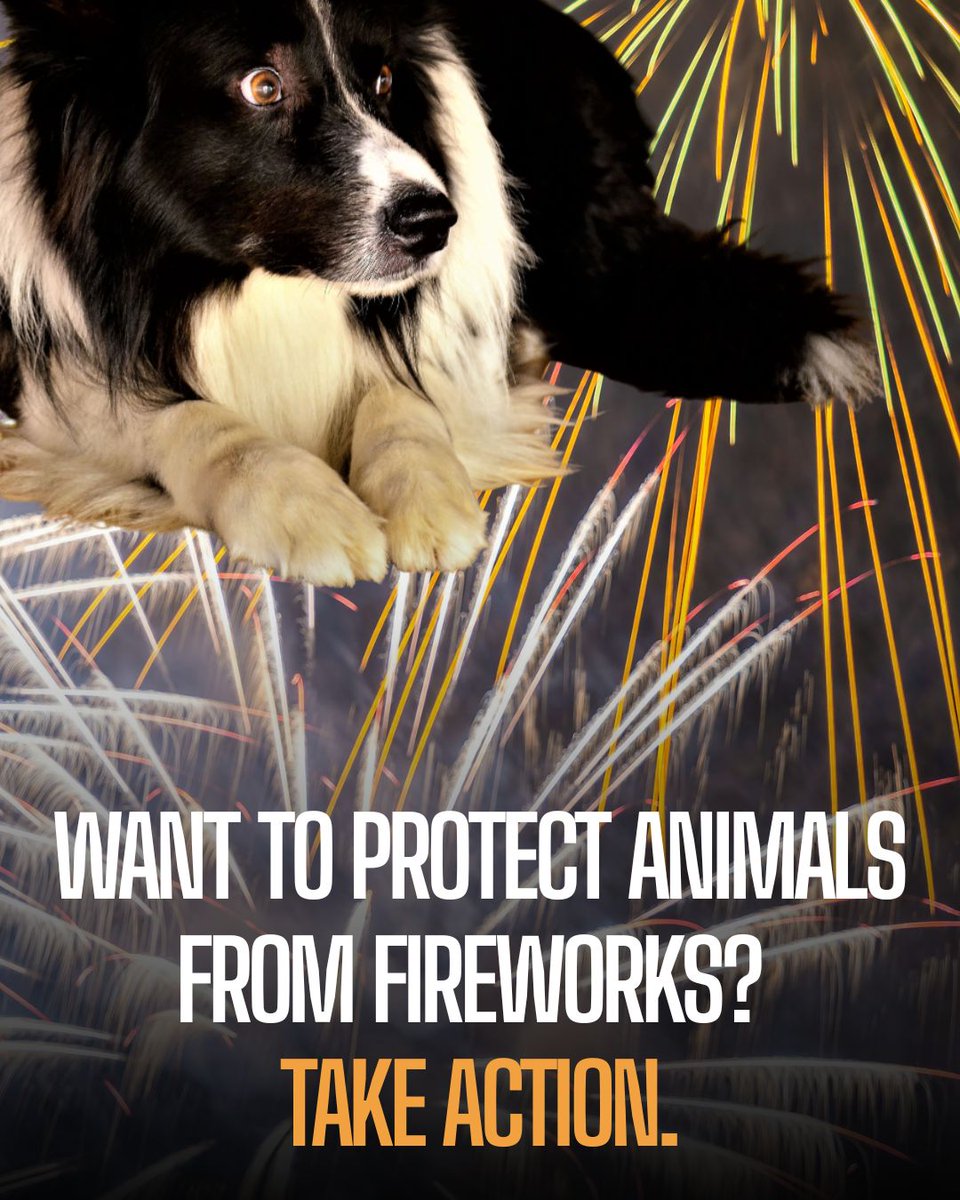 ProtectTheWild_'s tweet photo. The government has launched a public consultation on proposed changes to fireworks legislation. Protect the Wild believes that to protect animals, fireworks should be restricted to professional displays. https://t.co/LQolxKLfXw