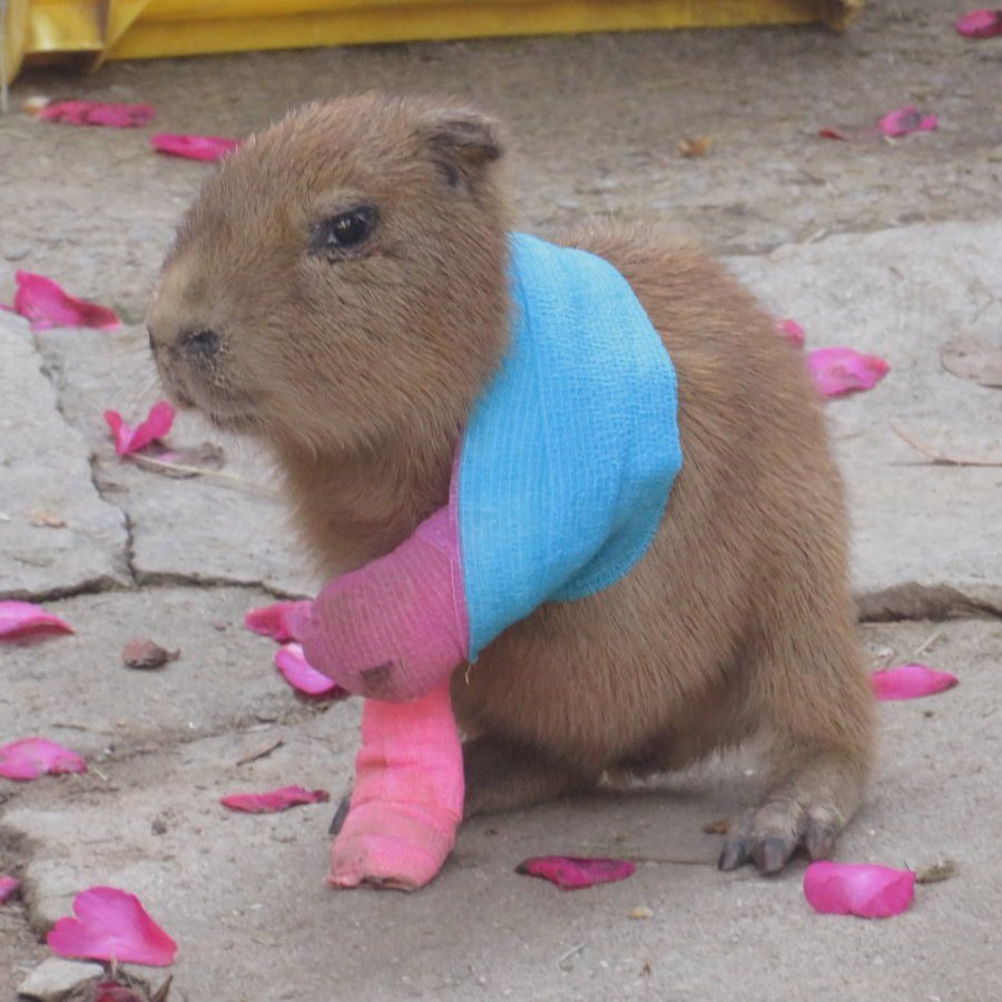 AcervoCharts's tweet photo. Capivara machuca as patinhas e precisa usar um mini gesso. https://t.co/J9IRamyYFt