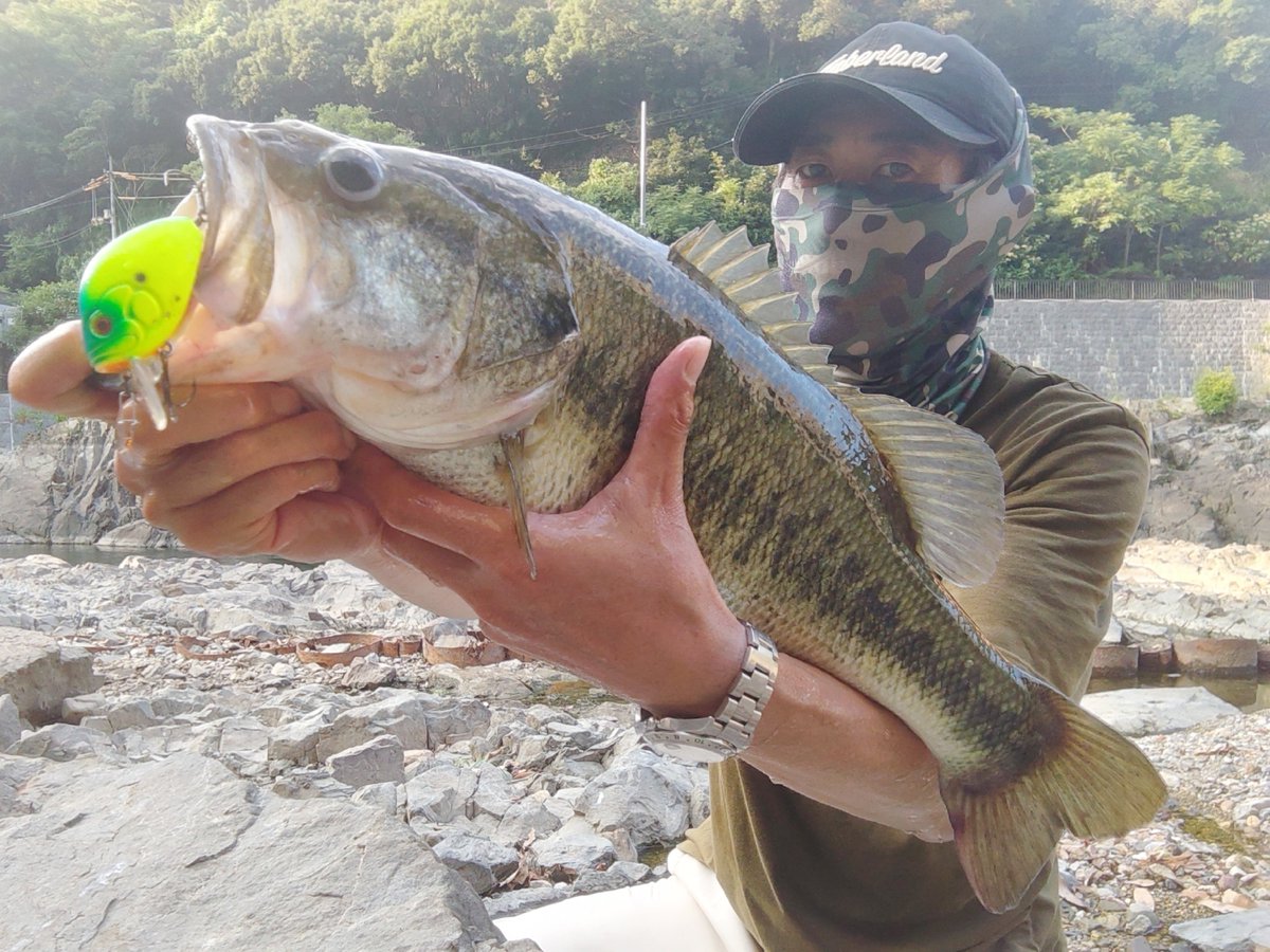 TomyCostigan's tweet photo. 久々にバス釣れました。
実はず〜っとボーズぶっこいてました💦

何とかトップで約2ヶ月ぶり
のバス…しかもエエ型が釣れやした✨ https://t.co/rYNb0GkbwM