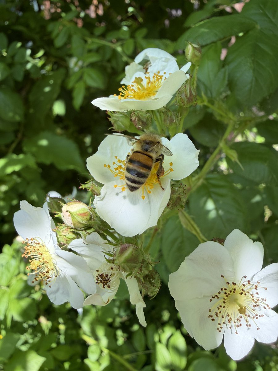 FRD490's tweet photo. Have a beautiful day 😊
🌱🌿💚
#sunbeeday #blossom https://t.co/vwn8v4NaRN