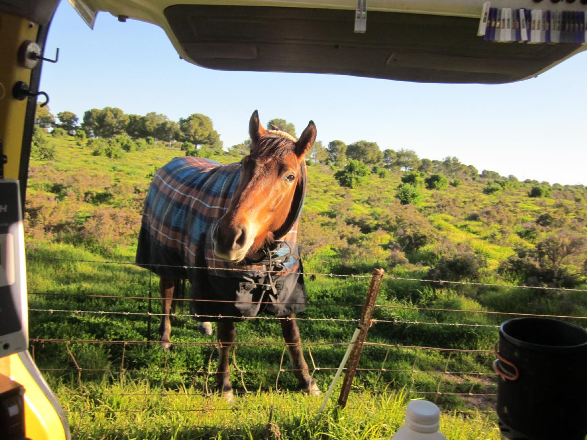 Chris_J_Baird's tweet photo. #1 Lake Cargelligo
#2 A long-established permanent inland lake. In about a million years this could be limestone
#3 I had to move because this horse kept trying to eat my van. https://t.co/pwFCD1yybx