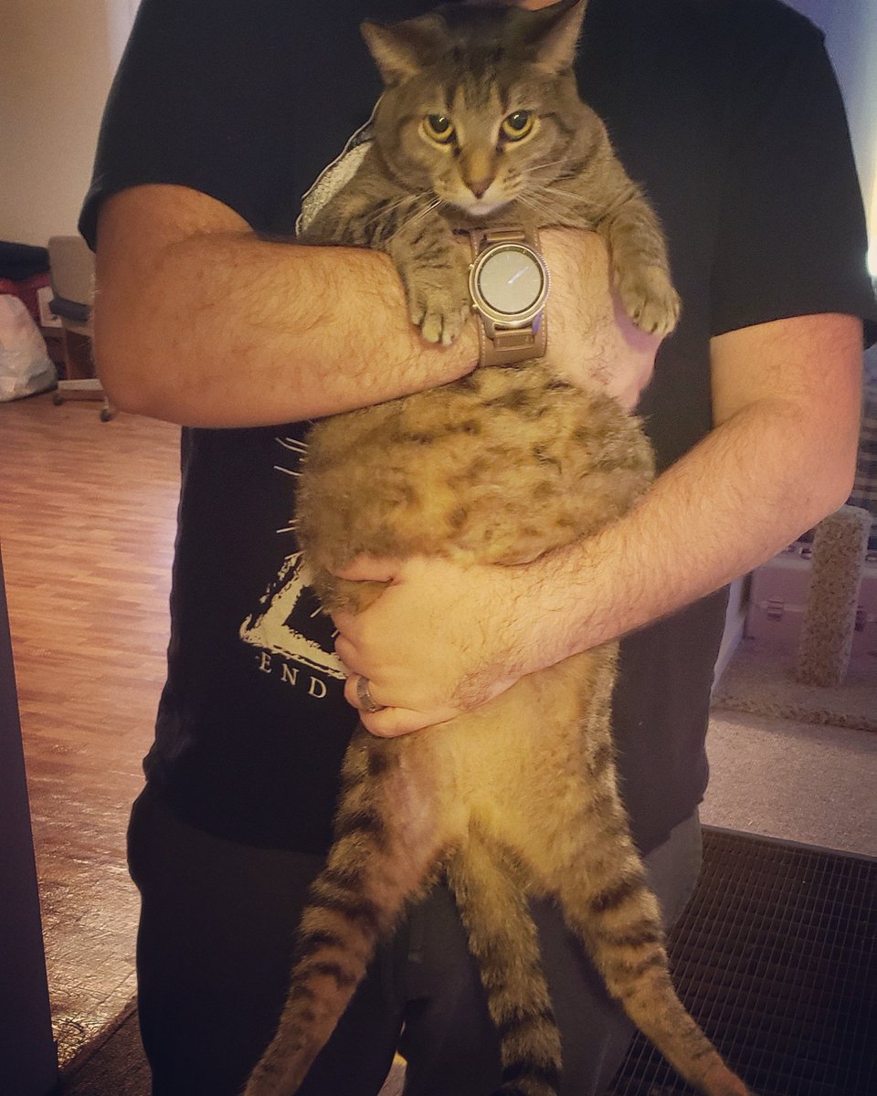 PRENDERxGEIST's tweet photo. @Mrs_Hyperion Cat Reference Of 8-Bit 🫀 https://t.co/Z2OM0amvZA