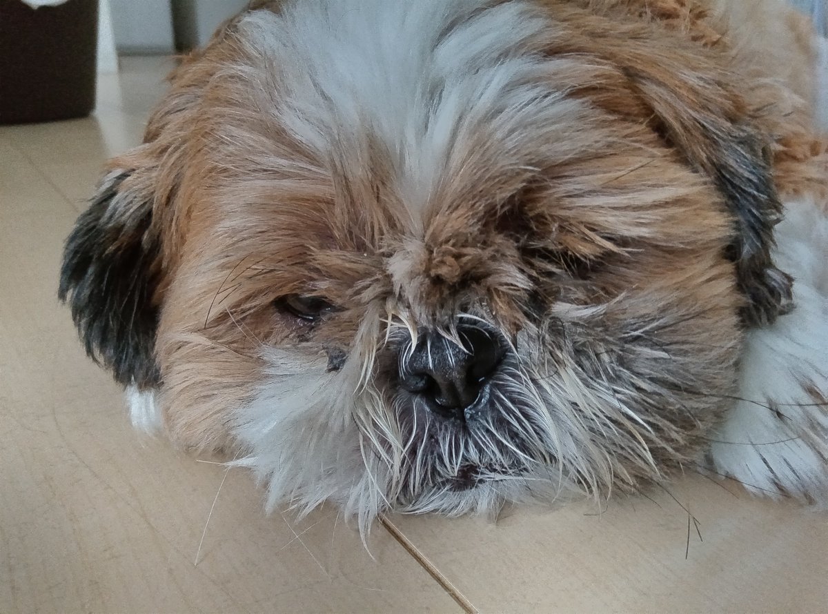 LOVE20200824's tweet photo. 今日のラブちゃん🐶
トリミングビフォーアフター

＃シーズー犬 https://t.co/gPf3ksZ17d