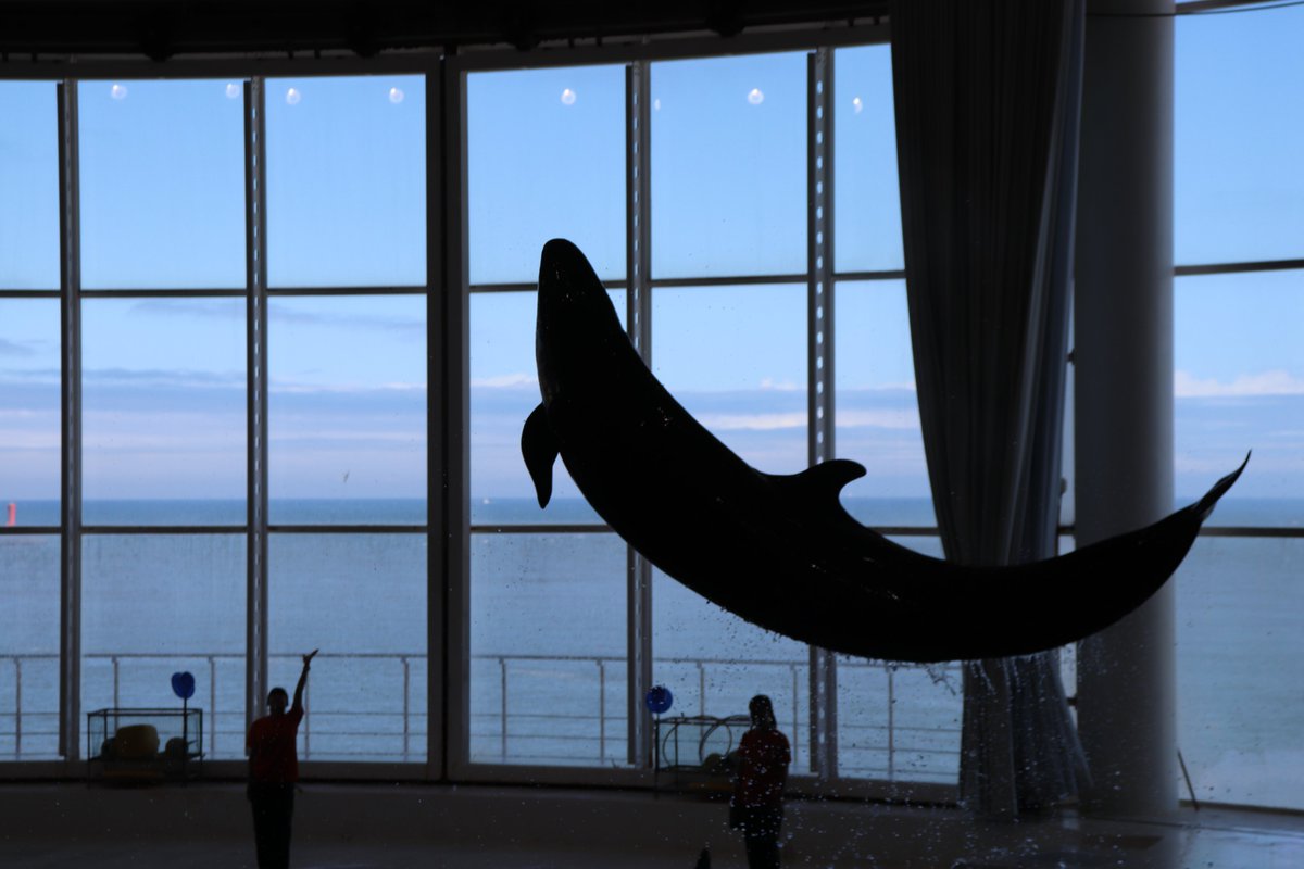 Vppwak's tweet photo. @tan_sui_kabutz 初めまして。

大洗水族館での写真です。
たまに自分でも見返すくらいお気に入りの写真達です。 https://t.co/Ke0qPuTOzR