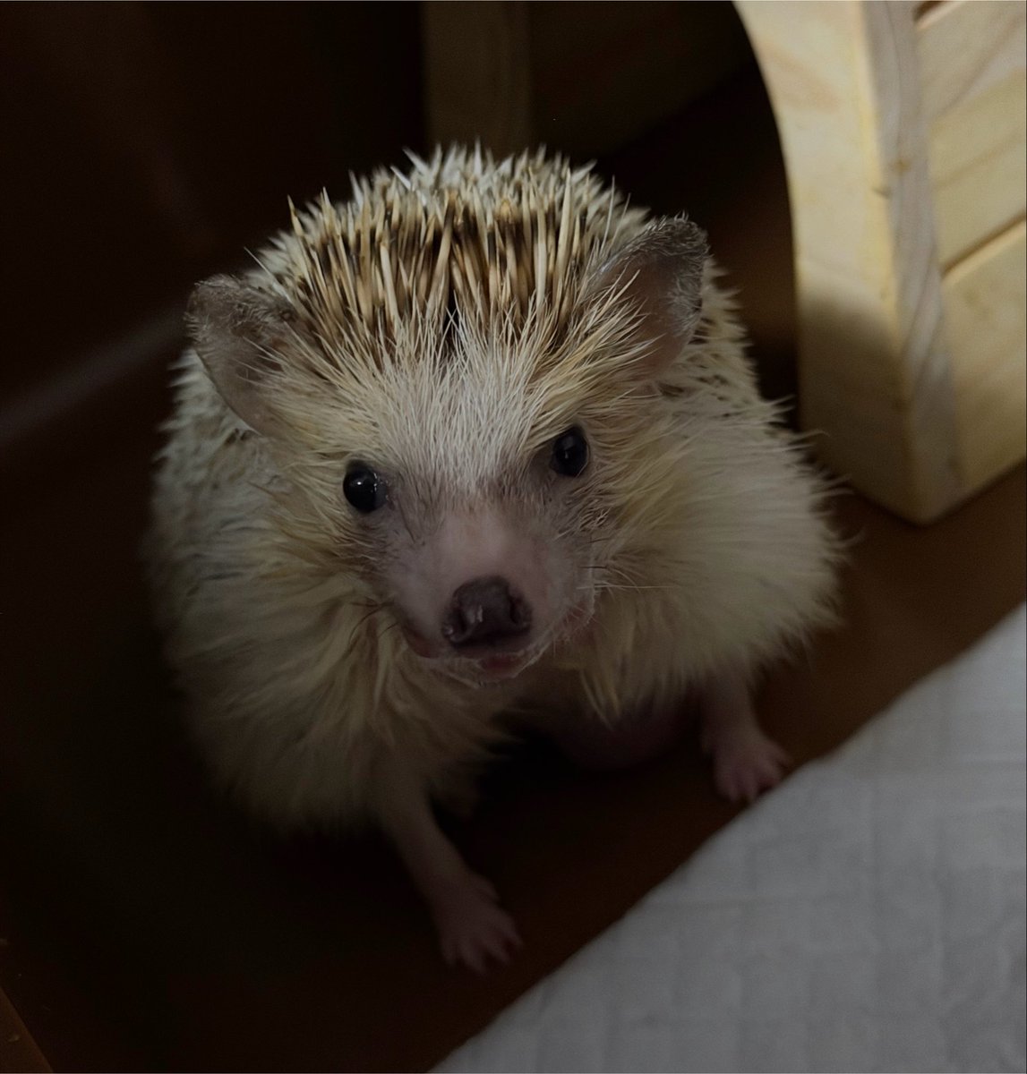 arrasacrmm's tweet photo. おひさしでるたくん🦔
昨日の風呂でフワフワになったはずなのにもう茶色いとな…！？

 #でるたくん https://t.co/x2zNl8vCt0