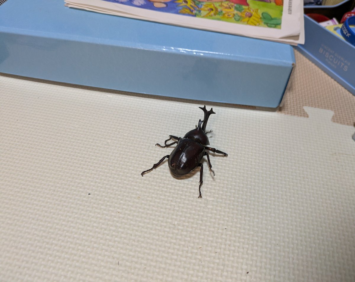 acethnic's tweet photo. 脱走カブト
家の床にいるとゴキブリとなんも変わらんな… https://t.co/38rj4jN5ZU
