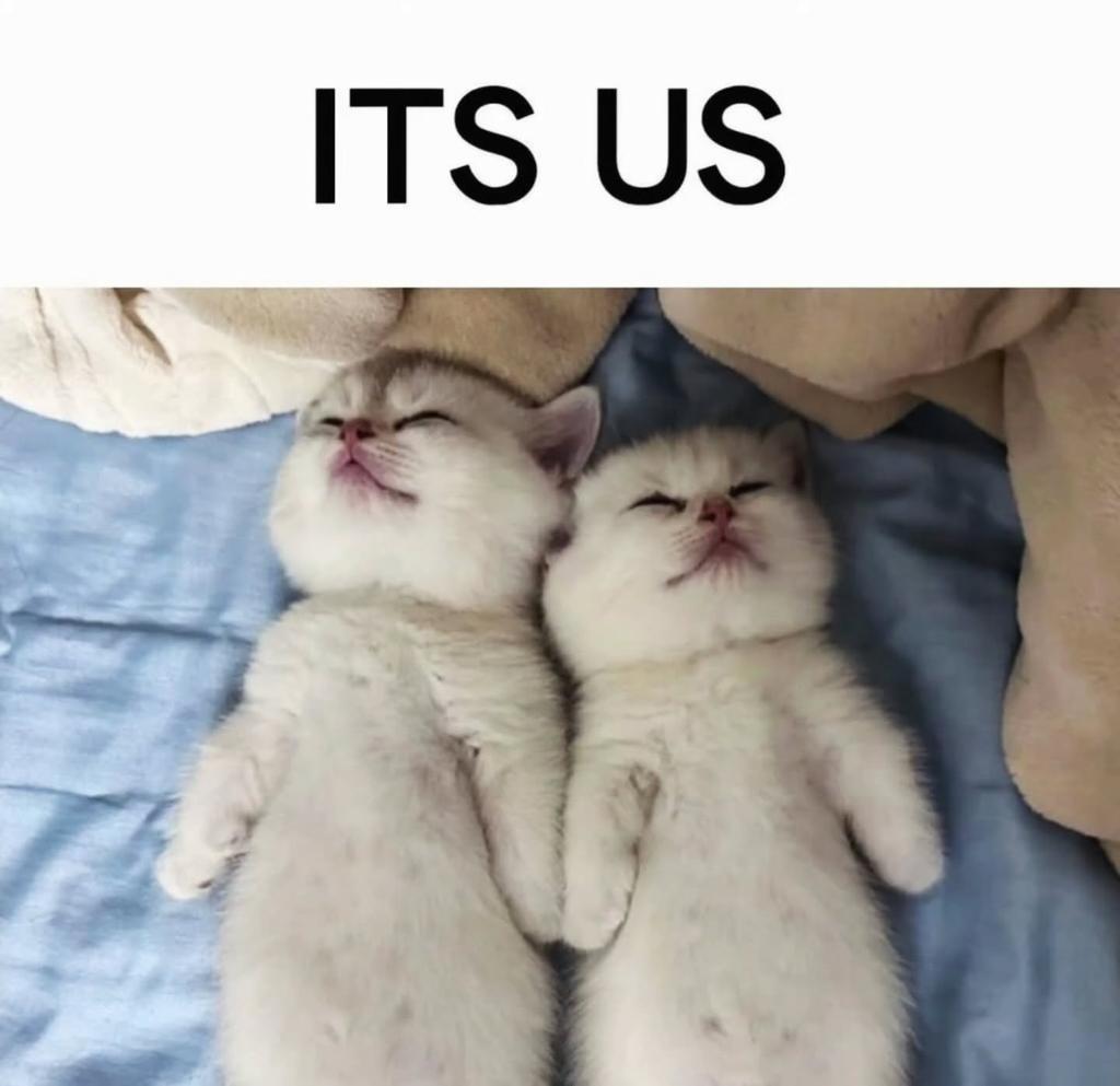 catsworldaura's tweet photo. https://t.co/OJ9ZIB9O0K