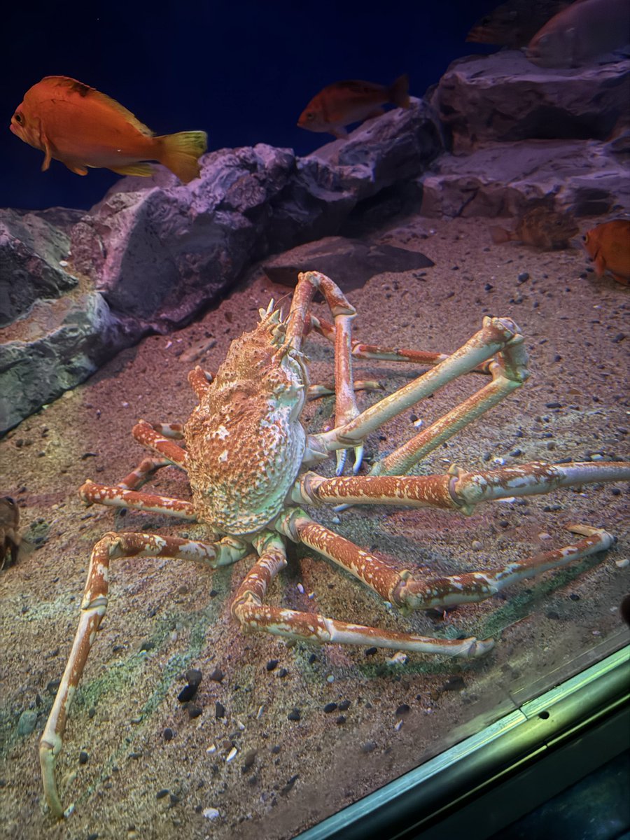 omotterukotoha's tweet photo. こちら今日のタカアシガニとカラッパです https://t.co/icPoiUR3KH