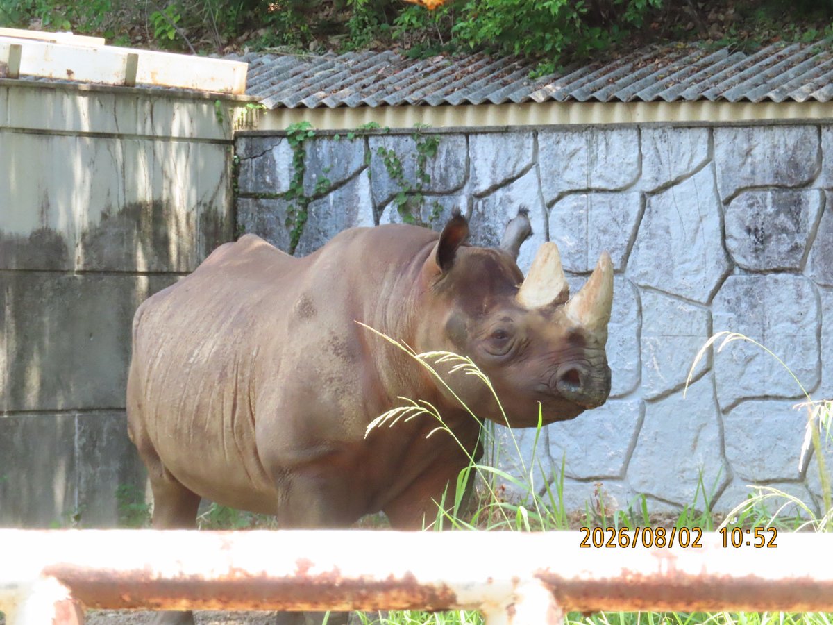 coshana3's tweet photo. 板の修理はまだ日にちかかるのかな〜���よけはまだつかないね。
1、板で補修
2、アイ　(産室解放)
3、ブンタ　(インドサイは室内解放)
4、セラ　(7月から日よけあり)
#クロサイ　#インドサイ
#東山動植物園 https://t.co/6G4vJtgPDo