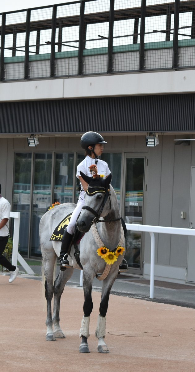 mototetsu1X8X11's tweet photo. さっき、船橋競馬場で撮影したミューチャリー号…。本当にミューチャリー号の頭上に、山Pぬいぐるみ🧸がいたなぁ…。😆 #船橋競馬場 https://t.co/KlaDkJdR1R