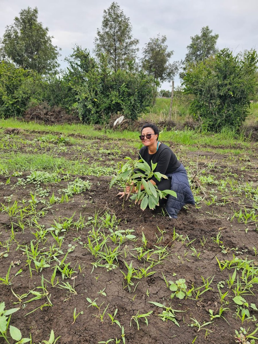 HewanEndashaw's tweet photo. Proud to have joined friends from @MFAEthiopia in Bishoftu yesterday, taking "rooted commitment" to a whole new level for our Green Legacy initiative.
#greenlegacy
#greenthump https://t.co/Q7kb2xl7Uw