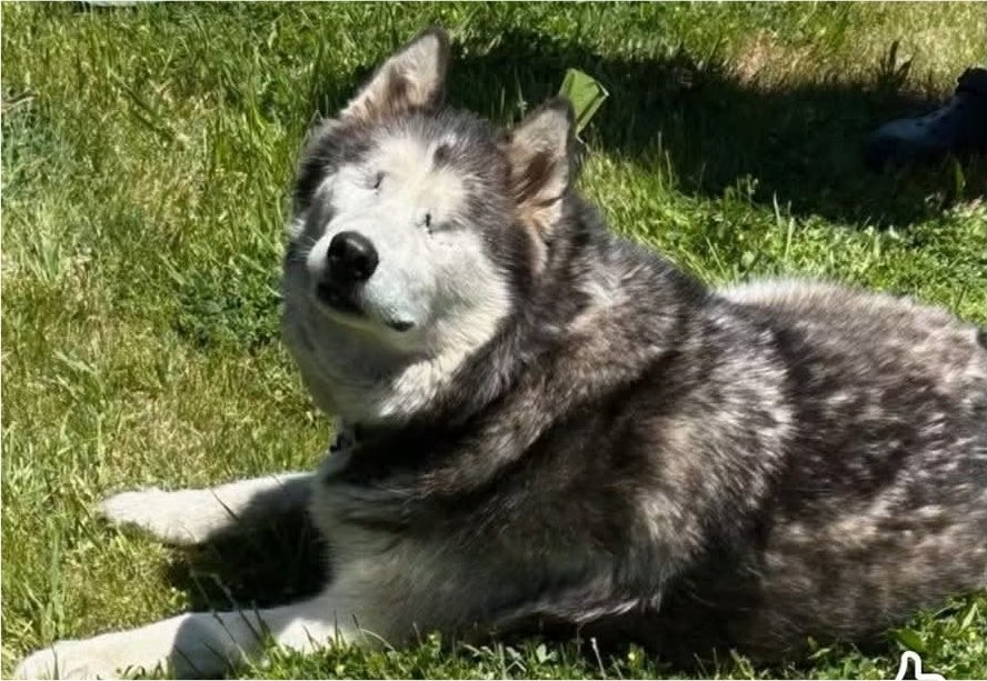 Disaster_Zones's tweet photo. #WisconsinTornadoes 

Lost Pup: 13Yrs Old &amp; Blind!!

Blind Siberian husky with no collar. Missing from School Rd just off T in #Dale #Wisconsin. Please share to help find the poor pup, T.Y!! https://t.co/ro2anD52Ho