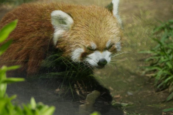 rodpanda21's tweet photo. レッドパンダ 🍎
上野動物園
ガラス

#lesserpanda #redpanda #レッドパンダ #小熊貓 #シセンレッサーパンダ #レッサーパンダ 
#動物園 #動物 #animal #zoo #動物写真好きな人と繫がりたい #動物好きな人と繫がりたい #動物が好き #レッサーパンダが好き #動物写真 #動物園写真 
#上野動物園 

🐳 https://t.co/vWwkGSVdWc