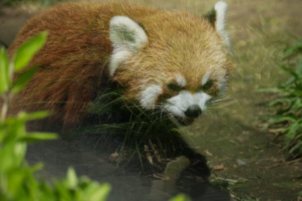 rodpanda21's tweet photo. レッドパンダ 🍎
上野動物園
ガラス

#lesserpanda #redpanda #レッドパンダ #小熊貓 #シセンレッサーパンダ #レッサーパンダ 
#動物園 #動物 #animal #zoo #動物写真好きな人と繫がりたい #動物好きな人と繫がりたい #動物が好き #レッサーパンダが好き #動物写真 #動物園写真 
#上野動物園 

🐳 https://t.co/vWwkGSVdWc
