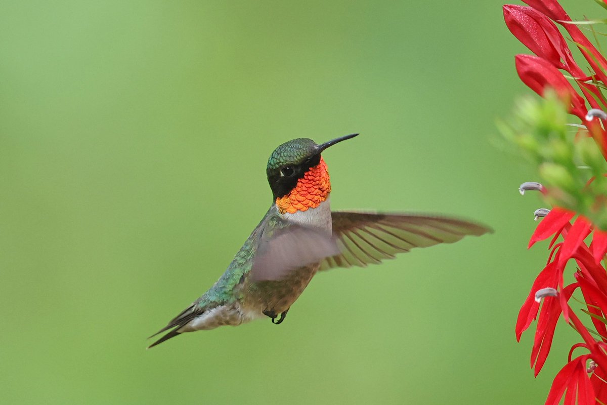 LeoPM20's tweet photo. #rubythroatedhummingbird #malehummingbird #queensnyc #wildbird #birdphotography @BirdQueens @qcbirdclub @BirdBrklyn @BirdCentralPark https://t.co/UqYCMJjnd6