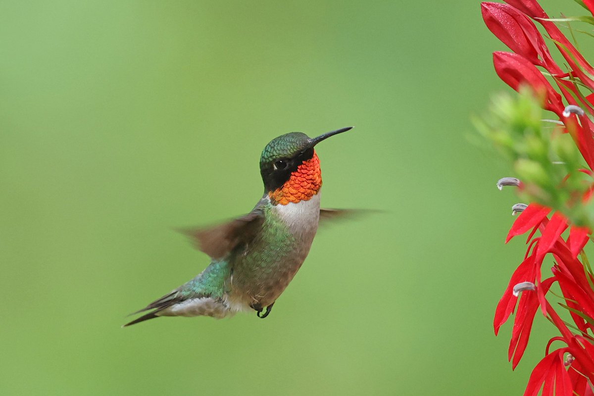 LeoPM20's tweet photo. #rubythroatedhummingbird #malehummingbird #queensnyc #wildbird #birdphotography @BirdQueens @qcbirdclub @BirdBrklyn @BirdCentralPark https://t.co/UqYCMJjnd6