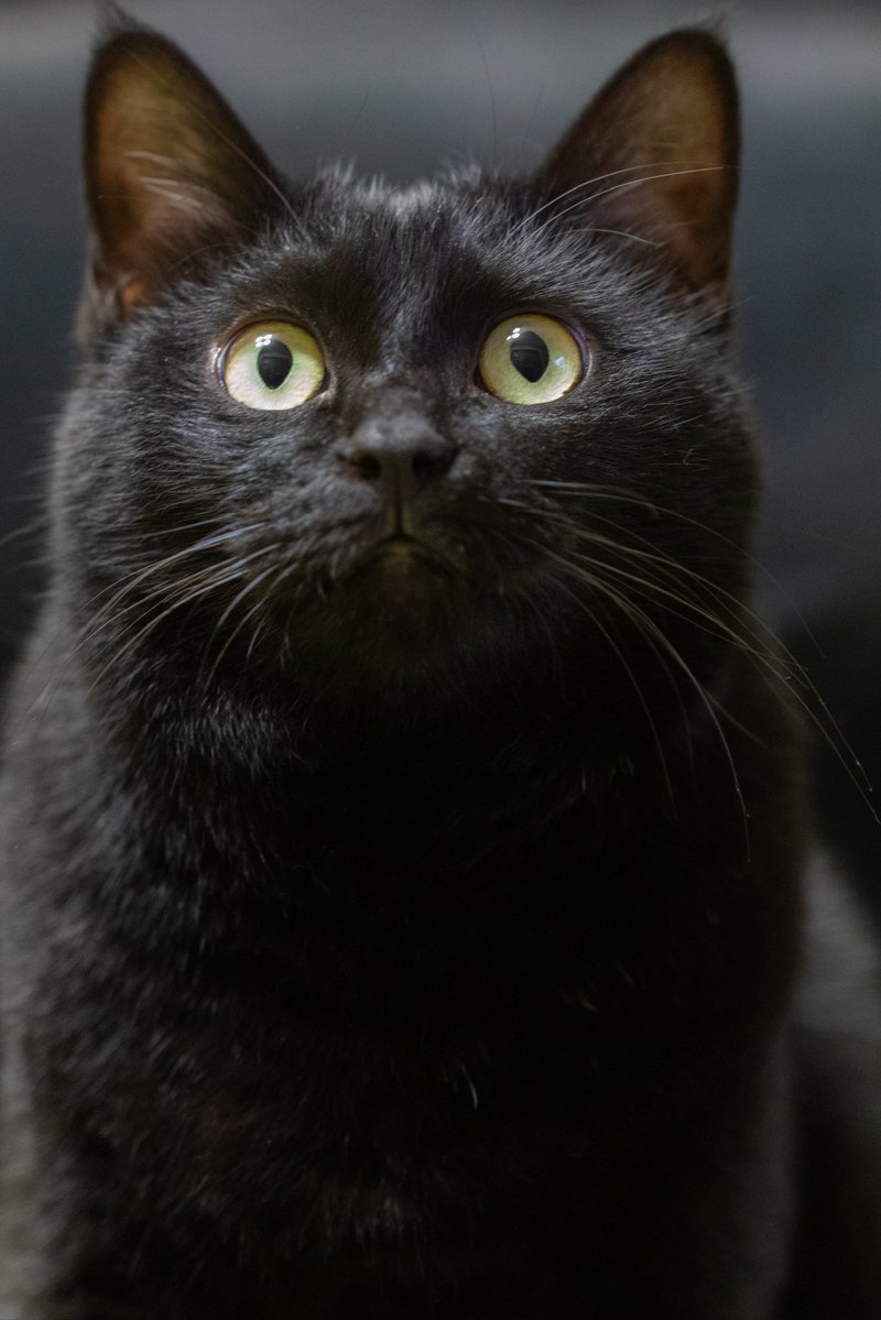 oreo_blackcat's tweet photo. あっ。
#猫 #黒猫 #blackcat https://t.co/YxsEQmfpuy
