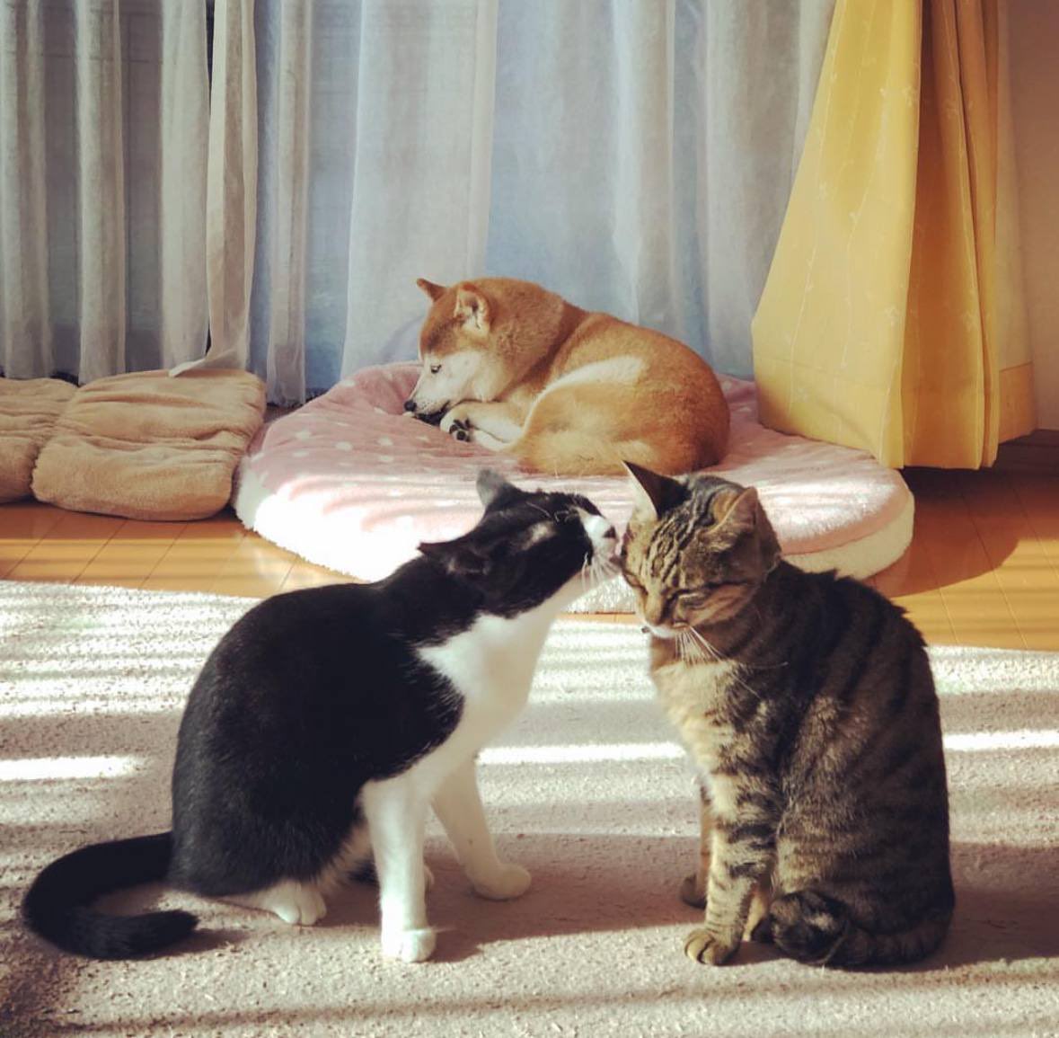 ONIGIRICOINSOL's tweet photo. $DOGE $CATE $ONIGIRI ❤️‍🔥 https://t.co/lyxaadG7X1