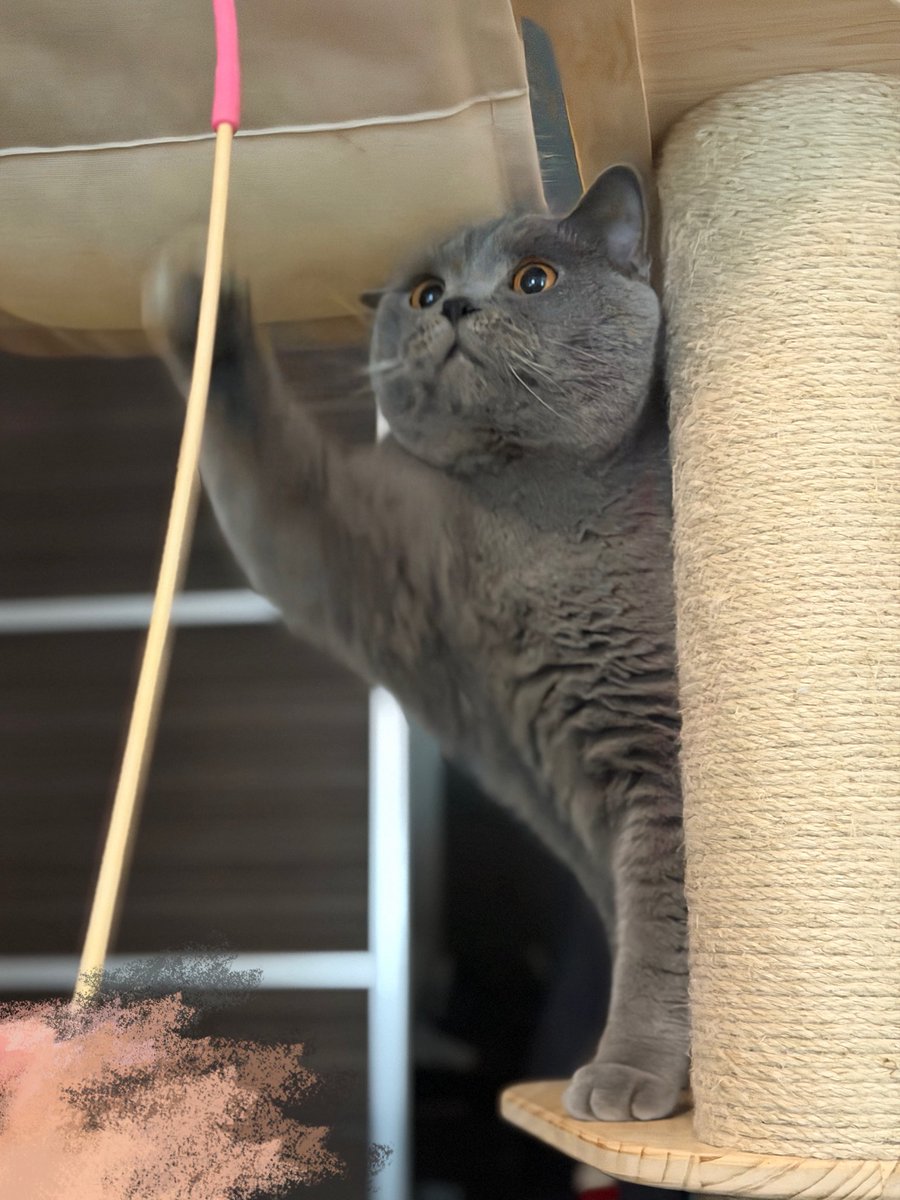 Luke23OiJ's tweet photo. 👀✨
#猫と暮らす #ブリティッシュショートヘア https://t.co/iZMusHiIrz