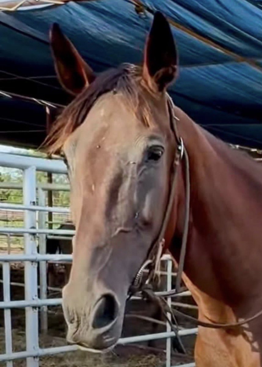 Wildheartssanc1's tweet photo. 🚨Donations are slow. Weeds is TAGGED AND CHIPPED to ship to slaughter TOMORROW NITE. 🚚We pray we can save her from that HORRIFIC END. Please give today. Shares help immensely. Thank you. 🚨1️⃣2️⃣6️⃣9️⃣ https://t.co/CIEOhhU8hU https://t.co/wDBuJREWgr