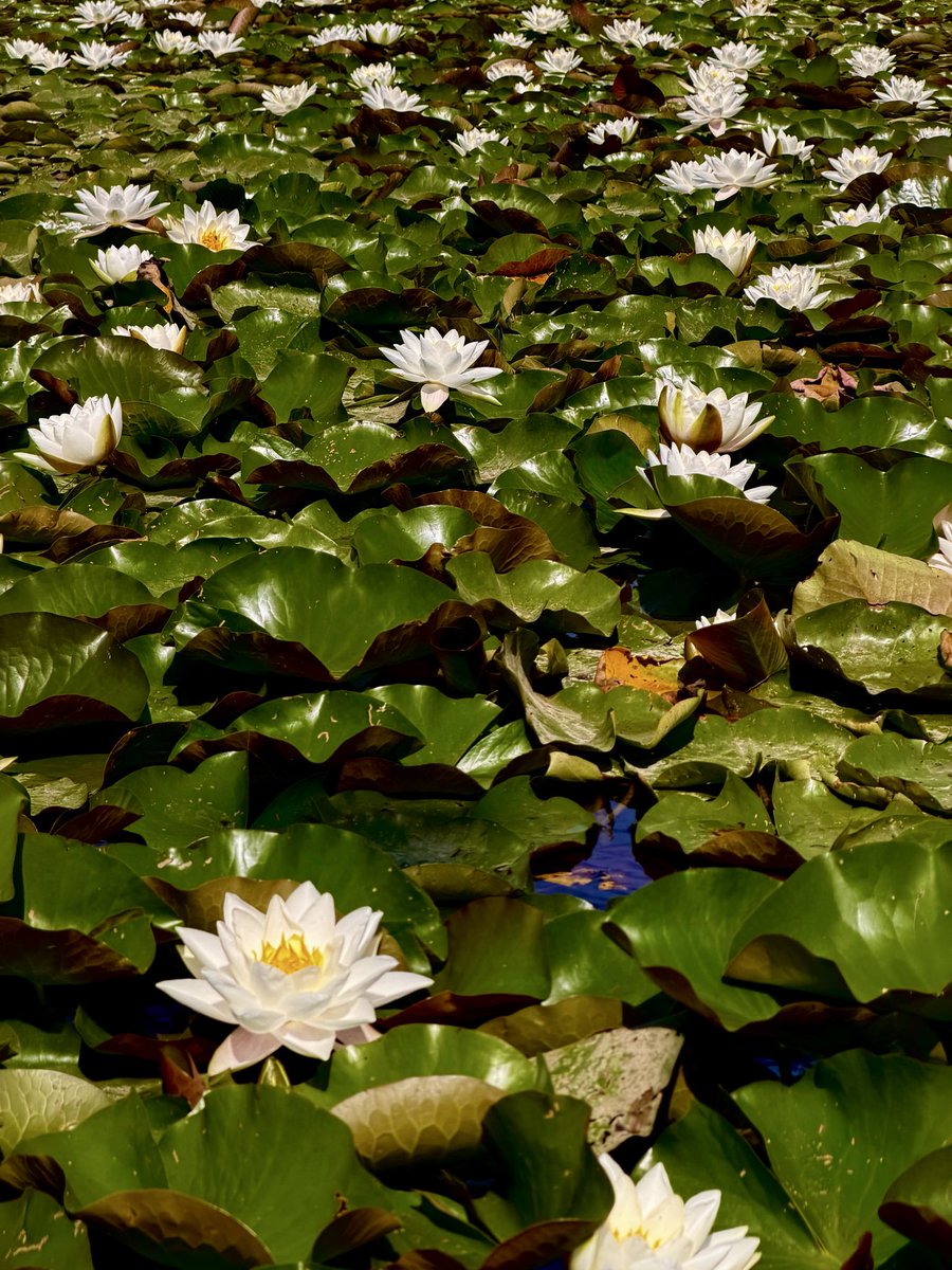 ProArx_Art's tweet photo. Among the waterlilies with @MissVanMel https://t.co/giSPlZMP0E