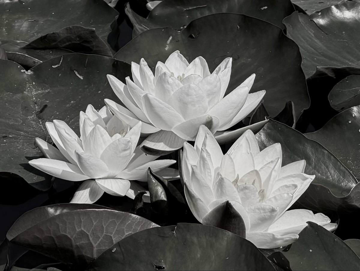 ProArx_Art's tweet photo. Among the waterlilies with @MissVanMel https://t.co/giSPlZMP0E