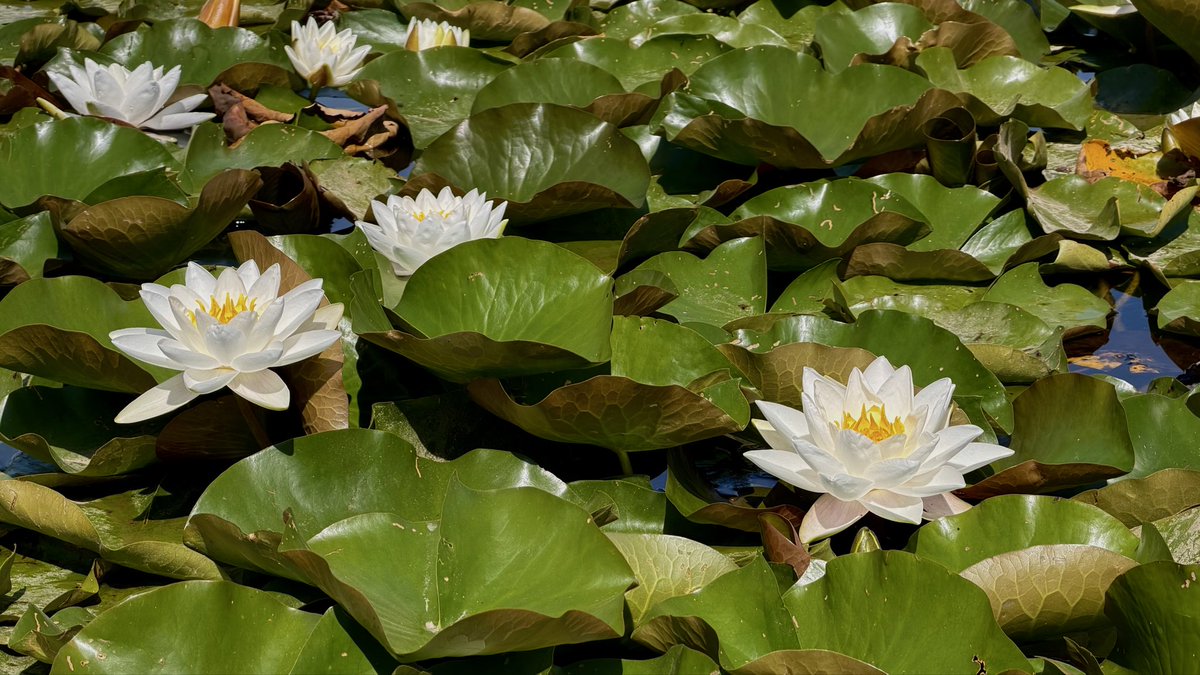 ProArx_Art's tweet photo. Among the waterlilies with @MissVanMel https://t.co/giSPlZMP0E