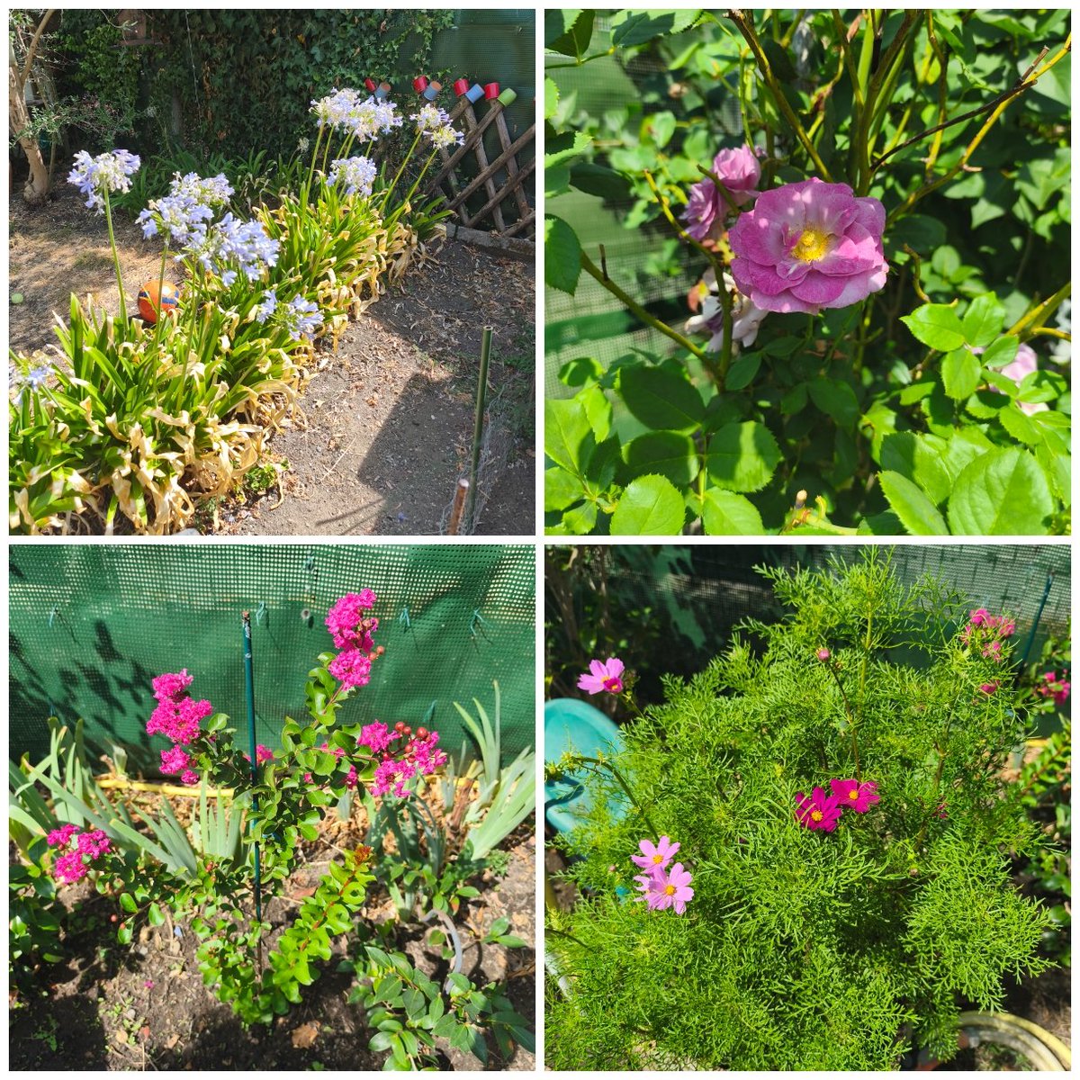 laroulotte49's tweet photo. Dimanche 2 août le #jardin a bien résisté à la canicule. 
Apple le #shihtzu dans le rôle du concierge veille au grain 😂
#fleurs
#jasmin
#cosmos
#roseau
#LilasDesIndes 
#PaletteFleurie 
#roses
#agapanthes 
#cholet https://t.co/G1ELFV5oWy