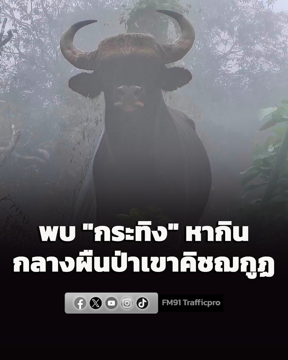fm91trafficpro's tweet photo. พบ "กระทิง" หากินกลางผืนป่าเขาคิชฌกูฏ สะท้อนความอุดมสมบูรณ์ของระบบนิเวศป่าตะวันออก

https://t.co/RhgoR1wjhV

#กระทิง #เขาคิชฌกูฏ #อุทยานแห่งชาติเขาคิชฌกูฏ #จันทบุรี #ข่าวสวพ91 https://t.co/DFii6aT3j9