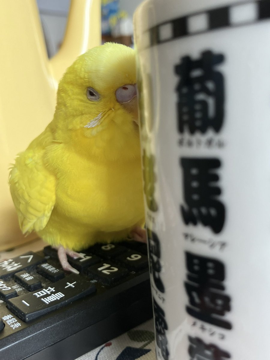 ususio_sio's tweet photo. 眠いものは眠い🐤
#セキセイインコ https://t.co/30CZqXyfnx