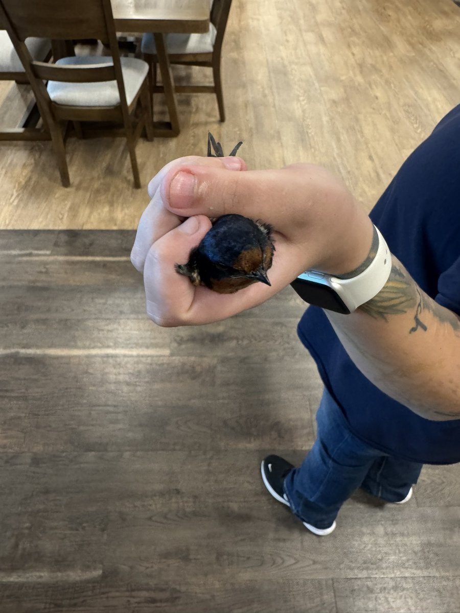 AngelDTheSpider's tweet photo. Bird in furniture mart https://t.co/aYlC8SsFEL