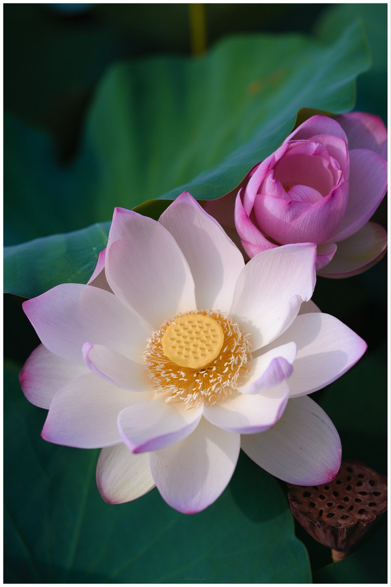 minimi_ph's tweet photo. 昨日は友人と蓮の花を見に行ってきました。
真夏の暑さでも、友人と話しながら撮り歩くと楽しい。

Sigma BF https://t.co/HcLp5VjbxK