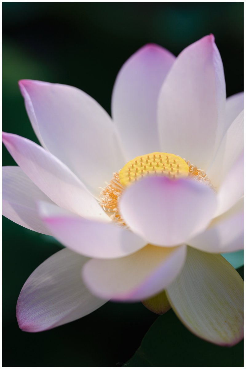 minimi_ph's tweet photo. 昨日は友人と蓮の花を見に行ってきました。
真夏の暑さでも、友人と話しながら撮り歩くと楽しい。

Sigma BF https://t.co/HcLp5VjbxK