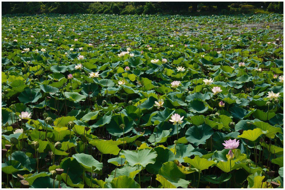 minimi_ph's tweet photo. 昨日は友人と蓮の花を見に行ってきました。
真夏の暑さでも、友人と話しながら撮り歩くと楽しい。

Sigma BF https://t.co/HcLp5VjbxK