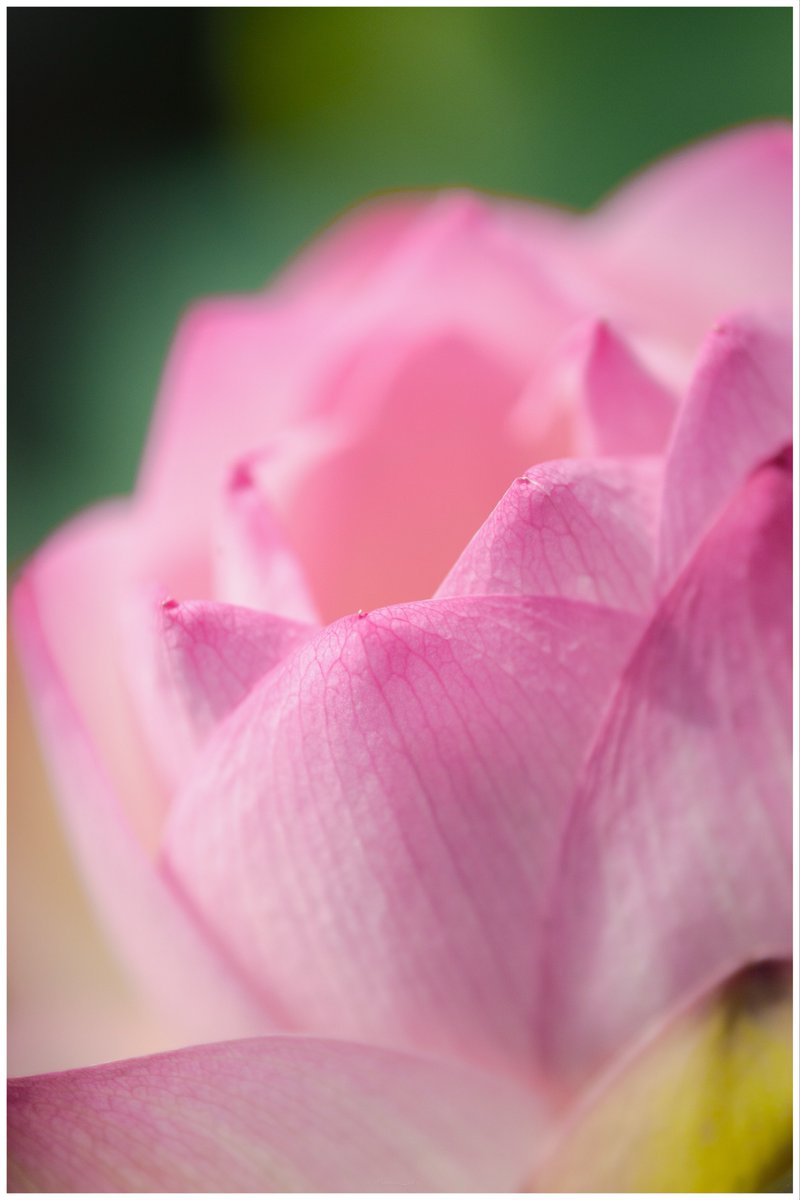 minimi_ph's tweet photo. 昨日は友人と蓮の花を見に行ってきました。
真夏の暑さでも、友人と話しながら撮り歩くと楽しい。

Sigma BF https://t.co/HcLp5VjbxK