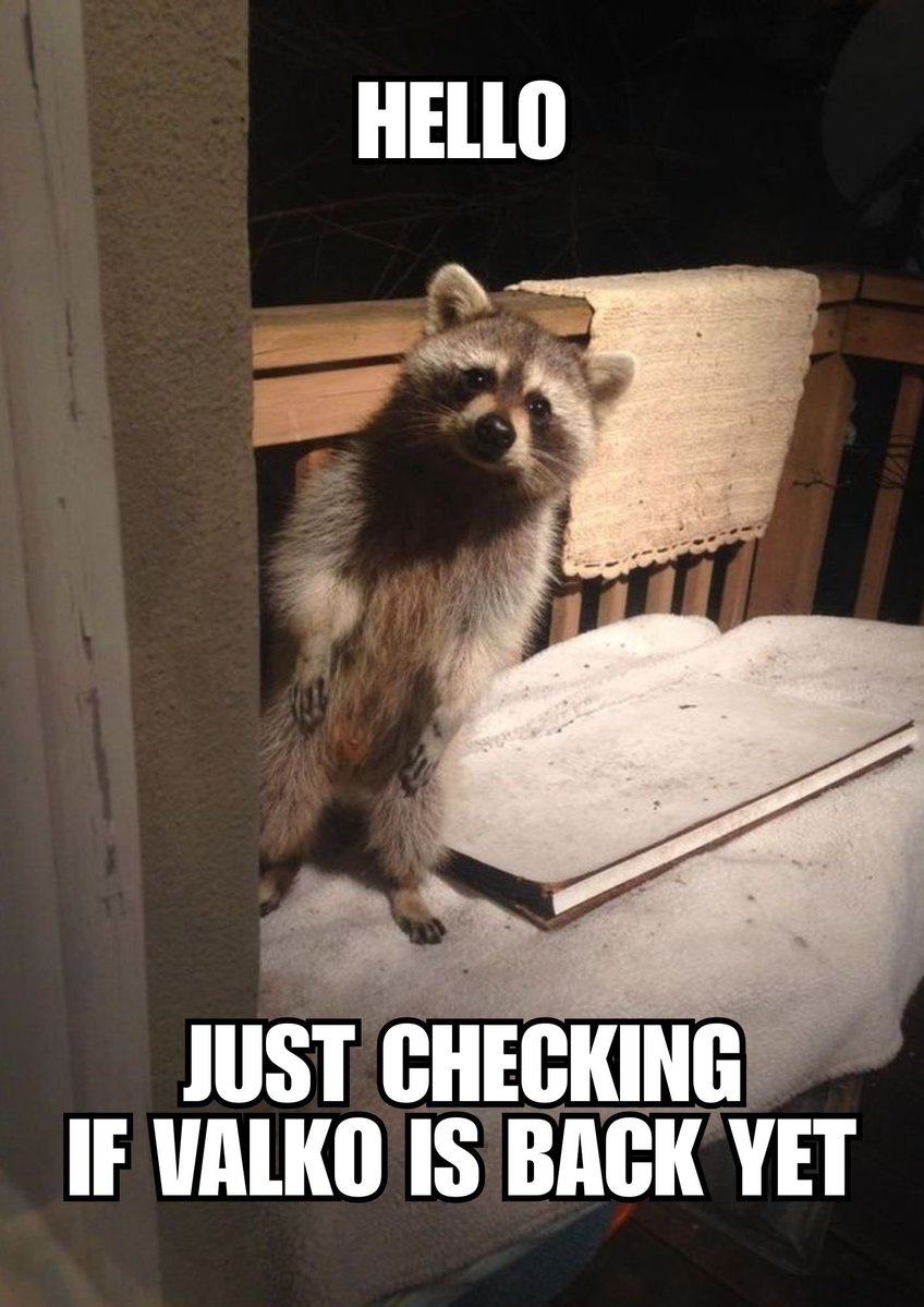 MisaChapters's tweet photo. Hello, sorry to intrude.

Has Valko returned, or should the raccoon come back tomorrow with more snacks and the same unreasonable amount of hope? 🦝

#ValkoIsLoved #ValkoIsValuable #BringValkoBack https://t.co/6Icc0X2vYw