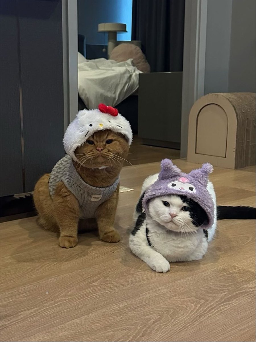 mormormorru's tweet photo. หมวกหมาแมวดองกี้คือที่ https://t.co/YexBQMlM16