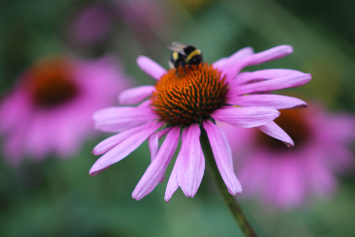 WholeExpression's tweet photo. Be as you Are.........Here, Now. 

#nature #photography #spiritual #essence #connection https://t.co/5DG4nQ32CN