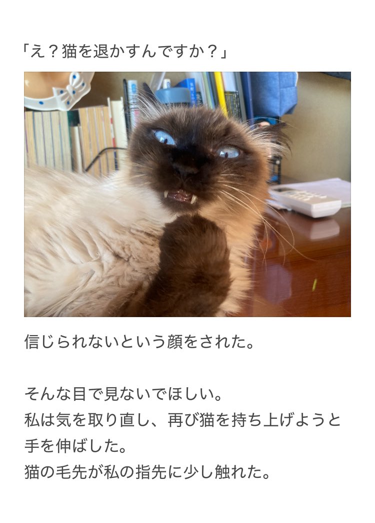 yalalalalalala's tweet photo. 【猫に触れる時の注意喚起】 https://t.co/BWvFkbw6D8