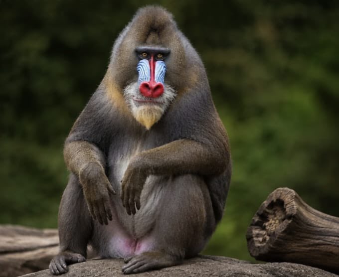 WordOfBisdom's tweet photo. Mandrill is one of the most colorful monkeys in the world.

The mandrill is found in the dense forests of Central Africa. Its diet consists of fruits, leaves, insects, and small creatures.

It lives in large groups on the forest floor and is famous for its bright red-blue face and large teeth.