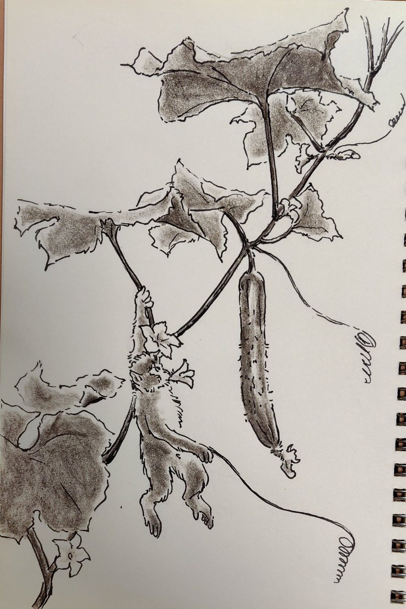 gaozoo's tweet photo. 庭のキュウリ

#スケッチ #キュウリ #猿 #sketch #pen https://t.co/IsfmOY20Pm