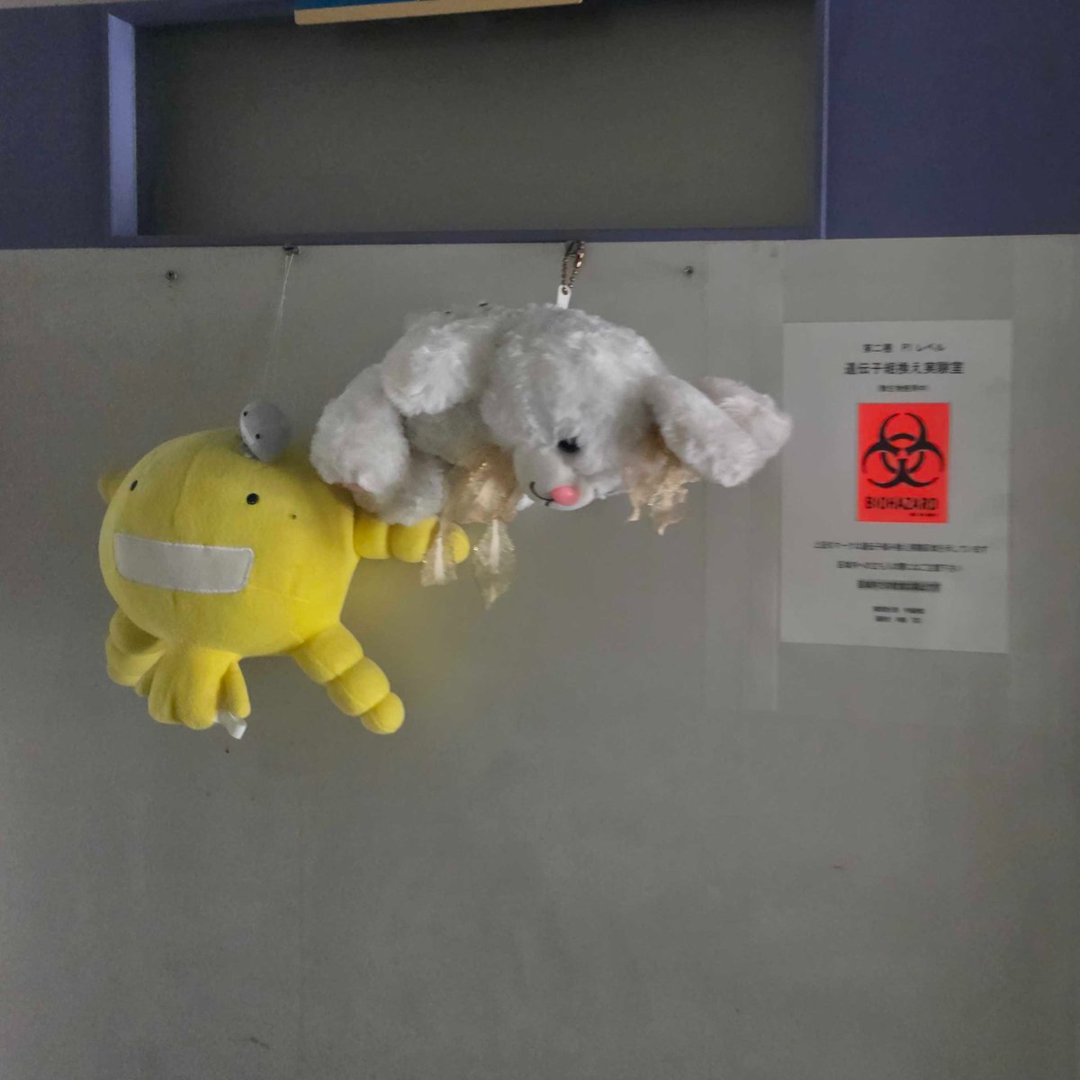 HomeiMiyashita's tweet photo. 明治大学農学���農学部農芸化学科・中島春紫先生の研究室を訪問！微生物を30年以上研究し、発酵食を支える麹菌の「水をはじくタンパク質」を新素材へと応用されています。ブルーバックス『日本の伝統 発酵の科学』をサインとともにいただき、宮下研の研究にも沢山の助言をいただきました！ありがとうございました！
