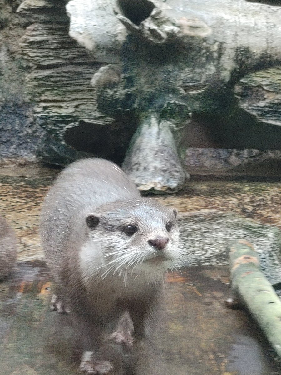 Fu7Noffuru's tweet photo. 迫り来るｶﾜｳｿｯﾇ https://t.co/RUTx0ZEprs