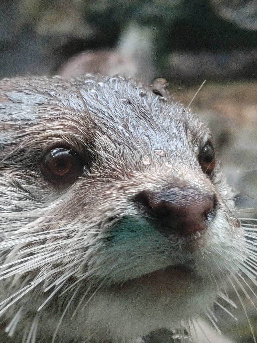Fu7Noffuru's tweet photo. 迫り来るｶﾜｳｿｯﾇ https://t.co/RUTx0ZEprs