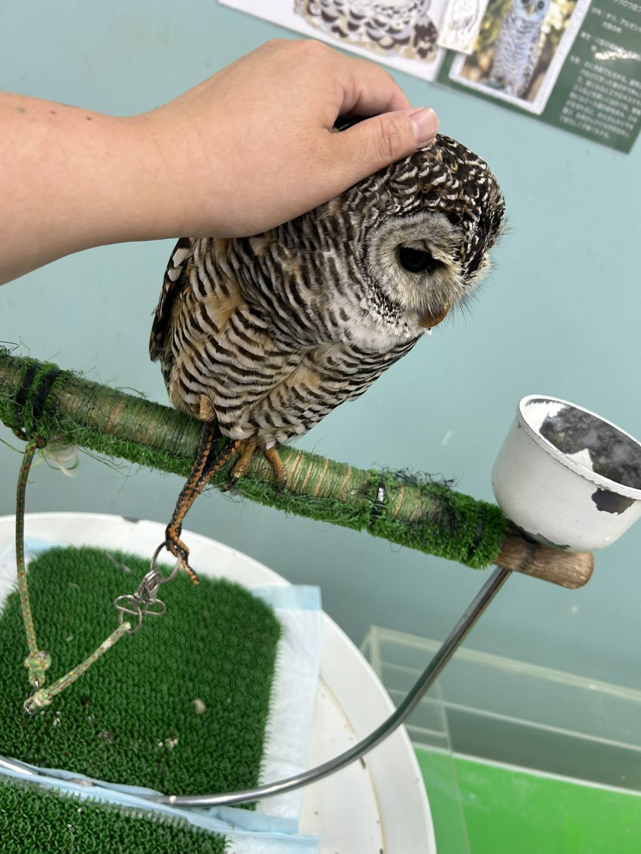 Lv_Hayr's tweet photo. 久しぶりに県外満喫♡

うどん武蔵行ってから

ふれあい動物園！！！

最後はサイゼ！

次は四国水族館行きたい😭 https://t.co/CBBGLFRbrM