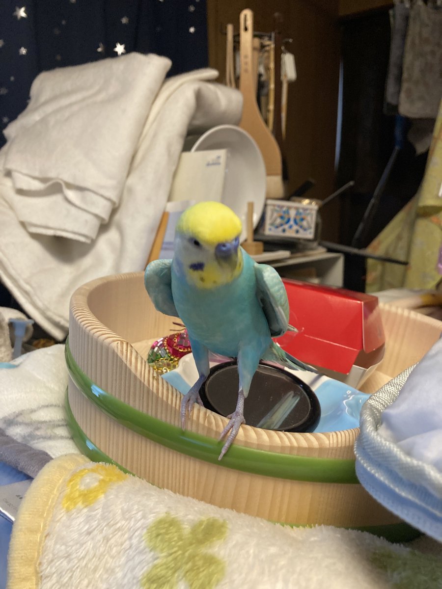 atu929's tweet photo. 令和インコ足長すぎない？😅 https://t.co/XMS0QSBdpS