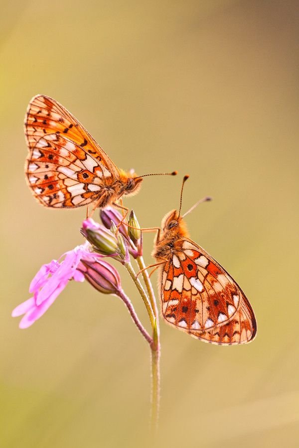 LostStar_47's tweet photo. Boloria Selene
#wild #nature #insect https://t.co/2O9DwAUqio