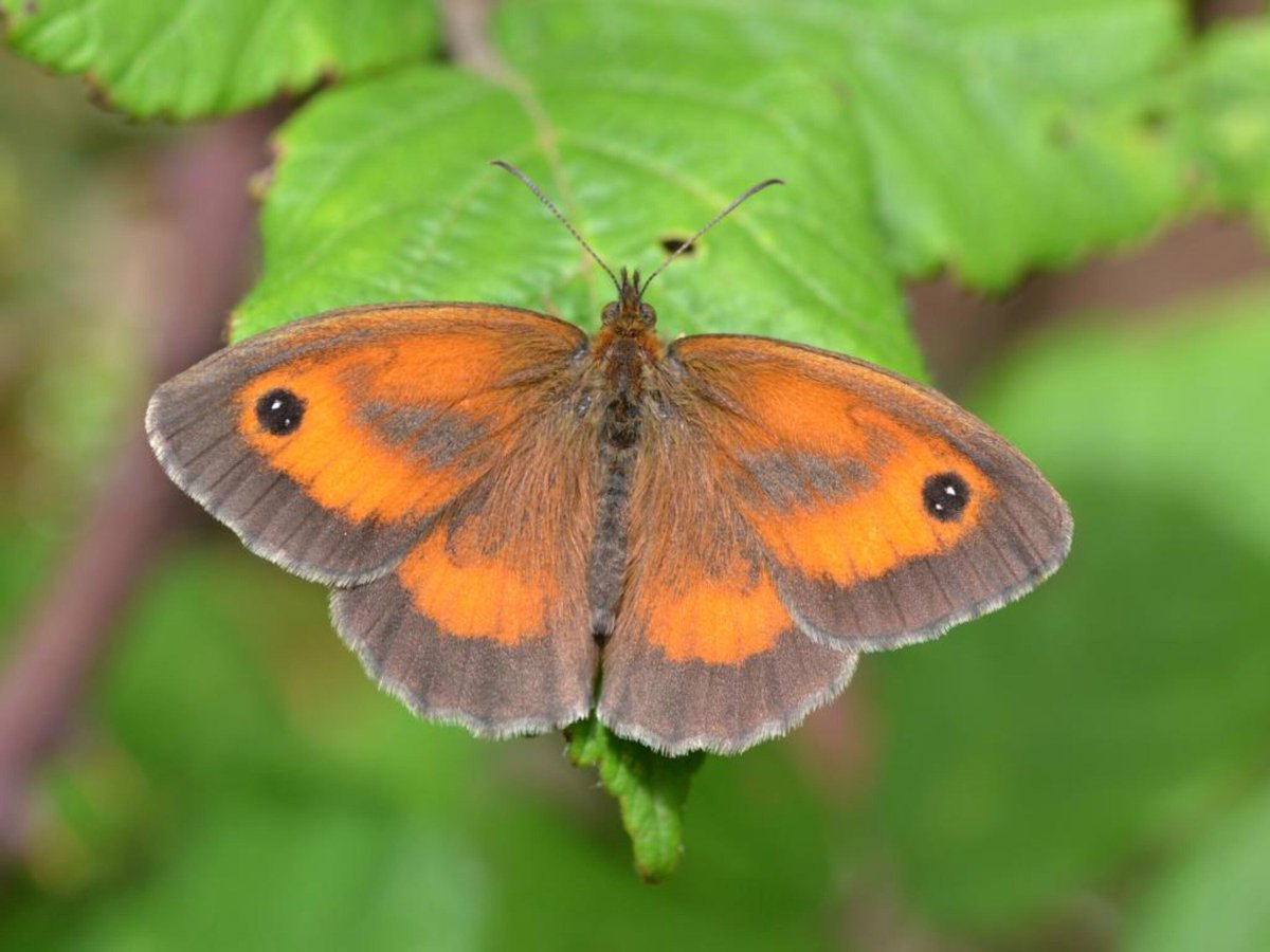 UKBMSLive's tweet photo. We're recruiting a Transect Coordinator for Suffolk. 

Help support and inspire local Transect Surveyors while gaining experience in monitoring methods and local butterfly populations. 

More info here - https://t.co/E5aa7fFIyv https://t.co/8LPqRBselS