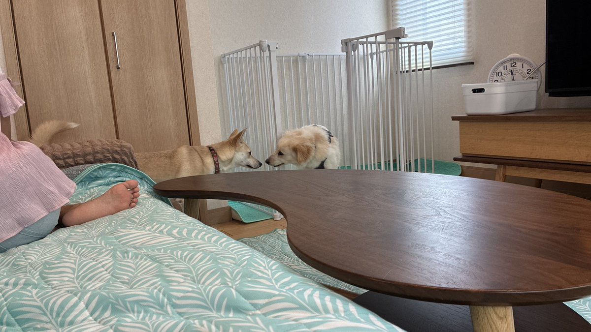nico0v0's tweet photo. 先住犬との相性を見るために泊まりにきていただいた
よろしくね https://t.co/d6GvWjAaES